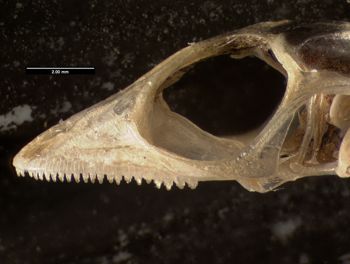Media type: image;   Herpetology R-152481